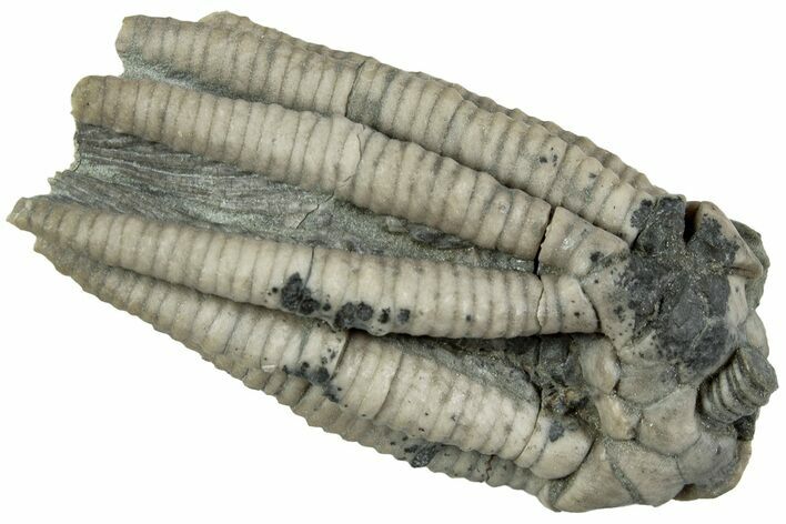 Fossil Crinoid (Scytalocrinus) - Indiana #232242